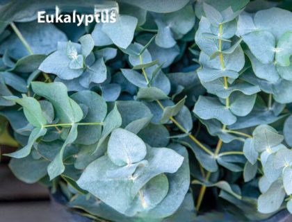 Eukalyptus frø, Baby Blue – Duftende og Dekorativ Potteplante