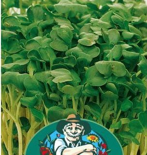 Hvid sennepsfrø pose – Mikrogrønt