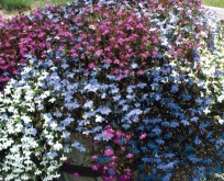 Lobelia Fountain Hængelobelia