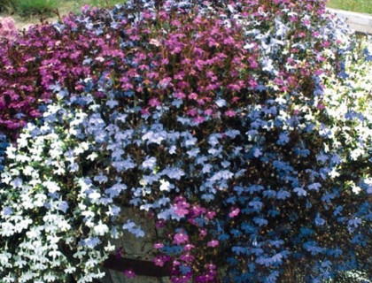 Lobelia Fountain Hængelobelia