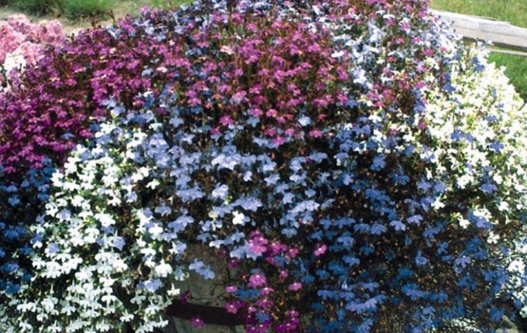 Lobelia Fountain Hængelobelia