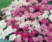 Sløjfeblomst. Candytuft Iberis umbellata Fairy Mixed