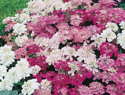 Sløjfeblomst. Candytuft Iberis umbellata Fairy Mixed