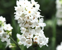 Lavendel Hvid.  Elegance Snow. Lavendula angustifolia. Hvid.