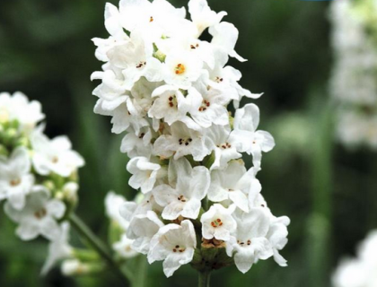Lavendel Hvid.  Elegance Snow. Lavendula angustifolia. Hvid.