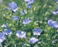 Blå hør. Linum grandiflorum Blå