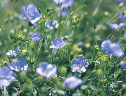 Blå hør. Linum grandiflorum Blå