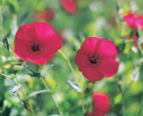 Rød hør. Linum grandiflorum, Rød