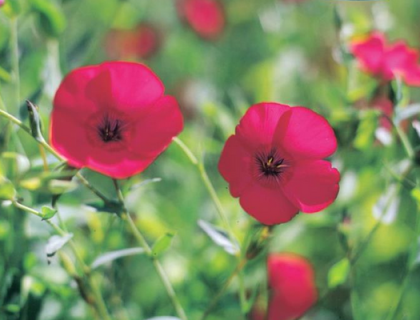 Rød hør. Linum grandiflorum, Rød