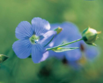 Spindehør, Linum usitatissimum