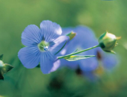 Spindehør, Linum usitatissimum