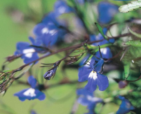 Hængelobelia, Lobelia Saphire, blå.