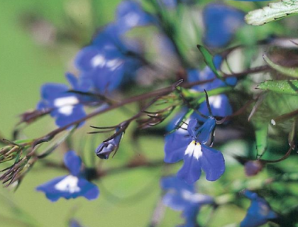 Hængelobelia, Lobelia Saphire, blå.