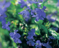 Kantlobelia, Lobelia Kejsar Wilhelm. Mørk blå.