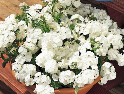 Floks Hvid. Phlox White Beauty, potteplante. Lav