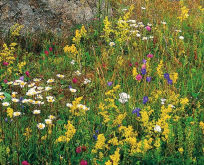 Blomstereng frø blanding