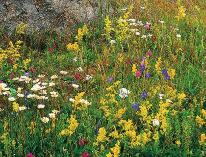 Blomstereng frø blanding etårig