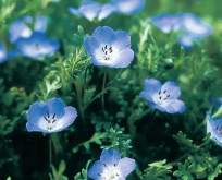 Øjeblomst Blå. Prins Gustavs Øje. Nemophila