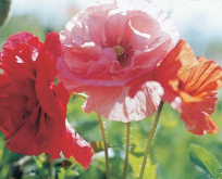 Valmue Papaver. Kornvalmue dobbelt