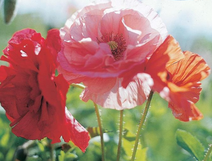 Valmue Papaver. Kornvalmue dobbelt