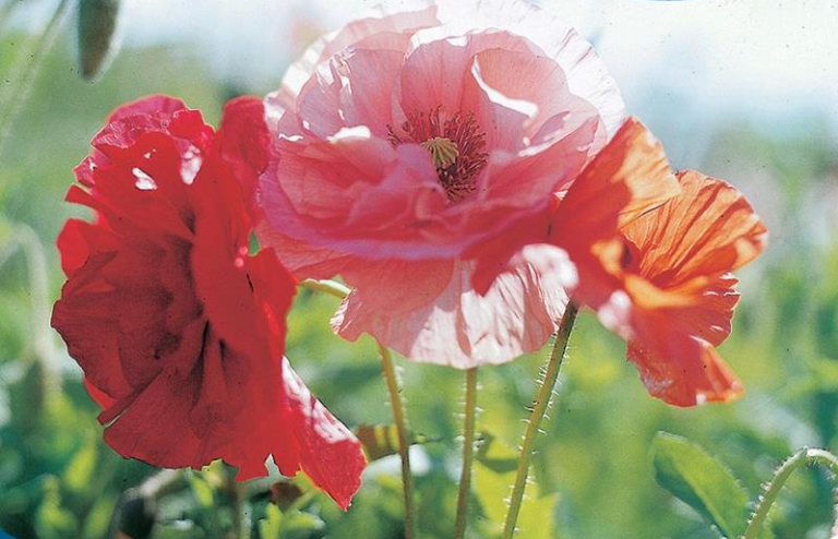 Valmue Papaver. Kornvalmue dobbelt