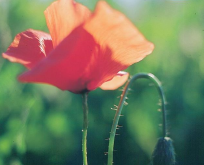 Valmue Papaver. Kornvalmue Rød.