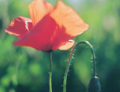 Valmue Papaver. Kornvalmue Rød.