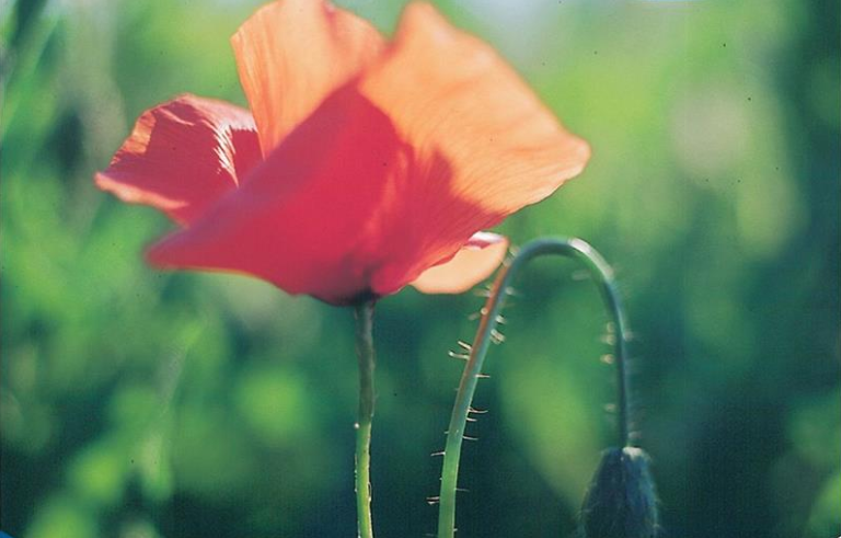 Valmue Papaver. Kornvalmue Rød.