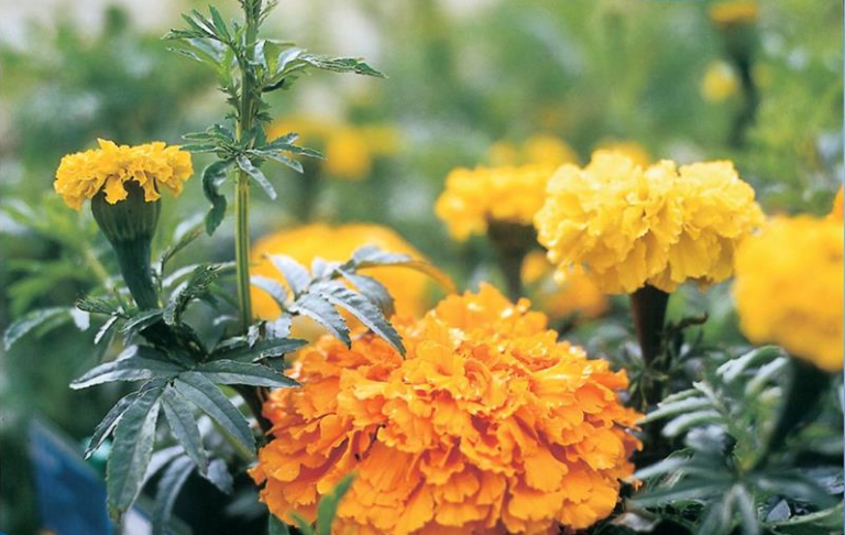 Tagetes erecta Craker Jack. Høj.