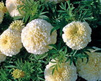 Tagetes African Snowdrift. Hvid.