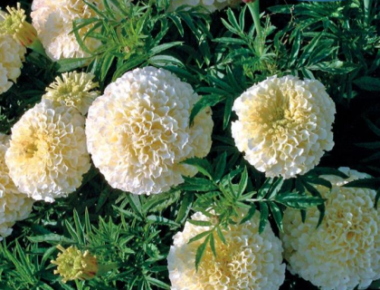 Tagetes African Snowdrift. Hvid.