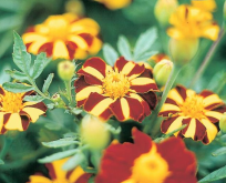 Tagetes patula Mr. Majestic. Tofarvet.