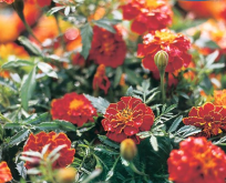 Tagetes, Red Brocade