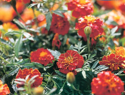 Tagetes, Red Brocade