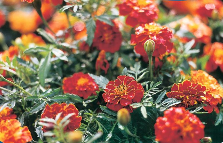 Tagetes, Red Brocade