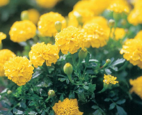 Tagetes patula Yellow Boy