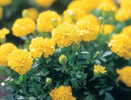 Tagetes patula Yellow Boy