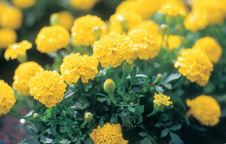 Tagetes patula Yellow Boy