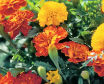 Tagetes patula lav, Mix. Gul og orange.