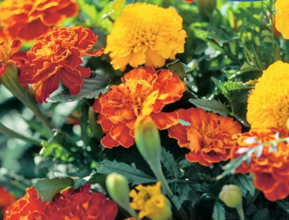 Tagetes patula lav, Mix. Gul og orange.