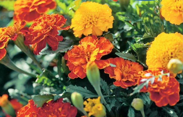 Tagetes patula lav, Mix. Gul og orange.