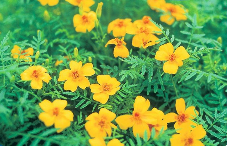 Tagetes tenuifolia Ursula. Gul.
