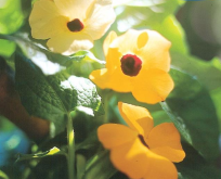 Susanne med sorte øje. Thunbergia Orange mix