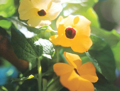 Susanne med sorte øje. Thunbergia Orange mix