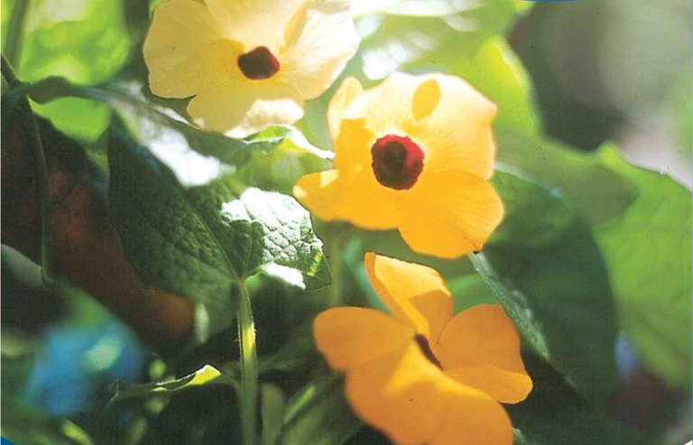 Susanne med sorte øje. Thunbergia Orange mix