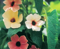 Susanne med sorte øje. Thunbergia Rød mix