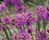 Verbena bonariensis, Kæmpeverbena. Lilla.