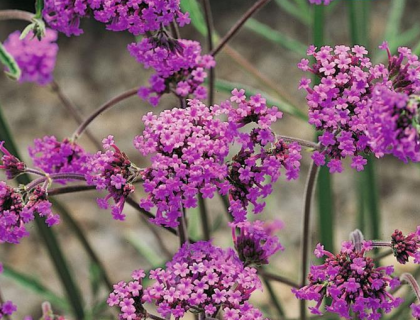 Verbena bonariensis, Kæmpeverbena. Lilla.