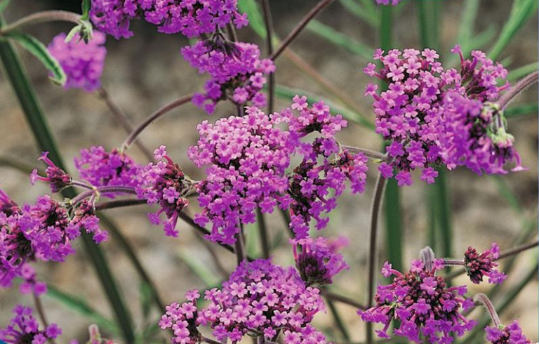 Verbena bonariensis, Kæmpeverbena. Lilla.