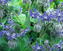 Hjulkrone blå. Fin i salat og pynt spiselige blomster